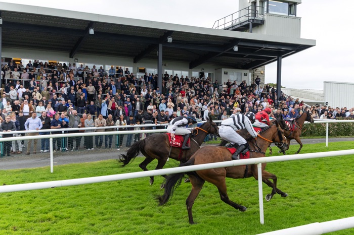 Downpatrick horses