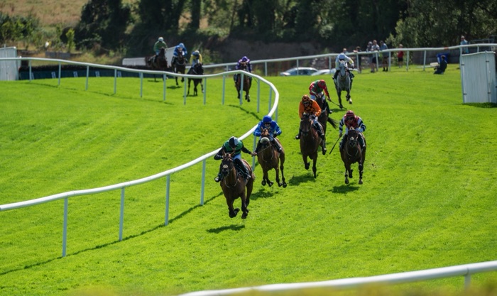 Downpatrick Racecourse horses