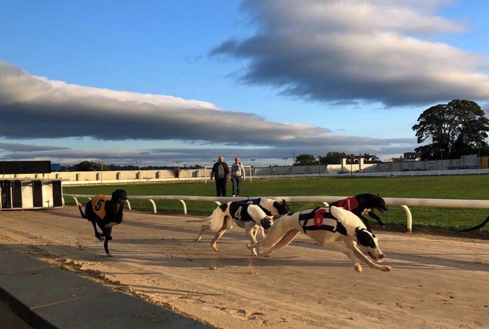 Drumbo Park Greyhound Racing