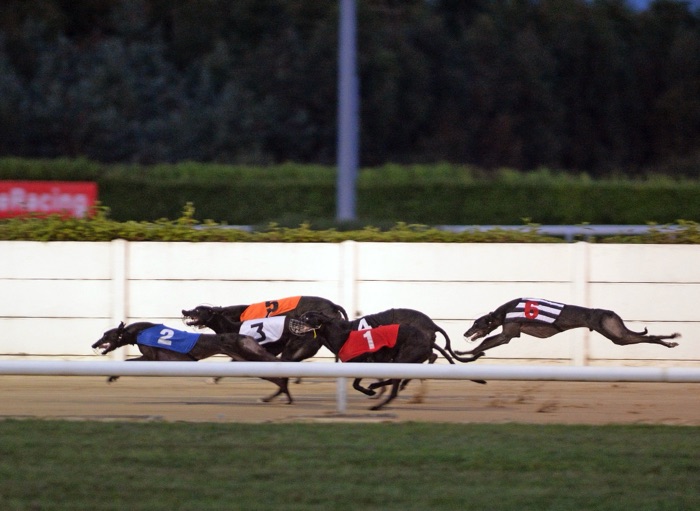 Dundalk Stadium greyhounds