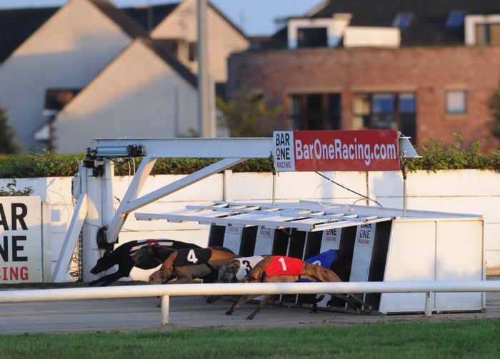 Dundalk Stadium greyhounds