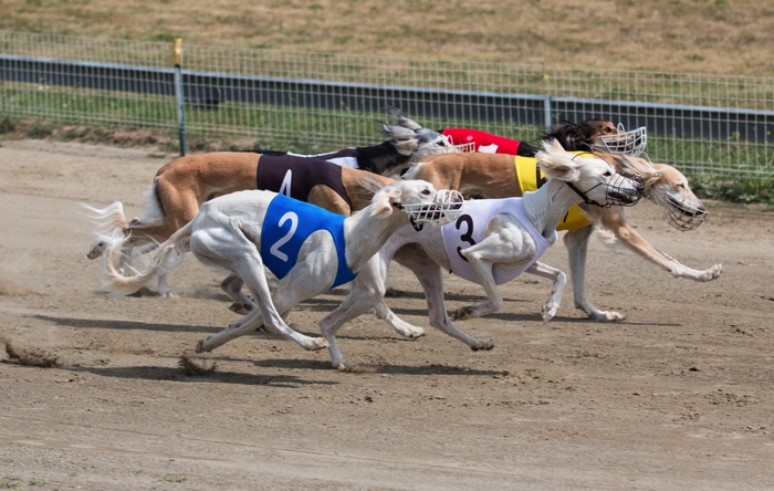 Greyhound cluster racing
