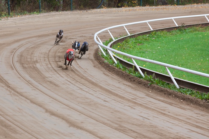 Greyhounds racing on sandy track