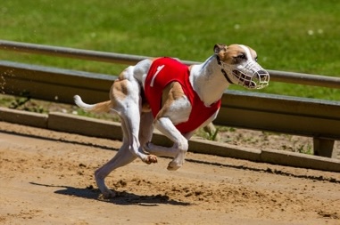 Greyhound racing