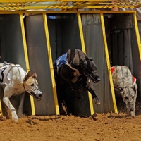 Greyhound Racing Rules