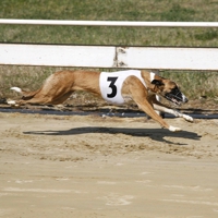 Greyhound Racing Strategy