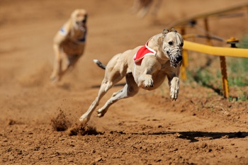 Greyhound Racing