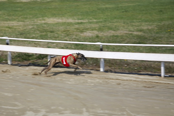Greyhound running fast