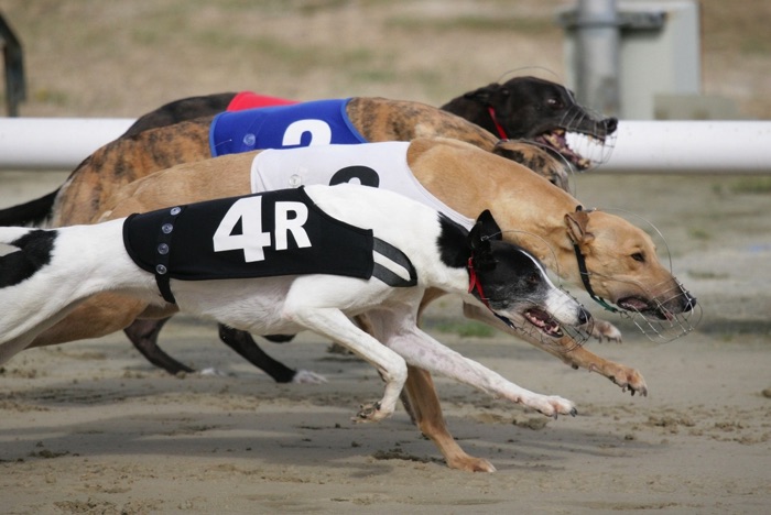 Greyhounds racing