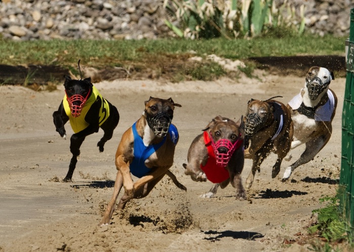 Greyhounds racing