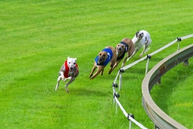 Greyhounds running in green grass