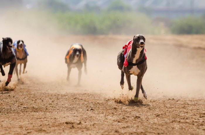 Greyhounds racing leaving a trail of dust
