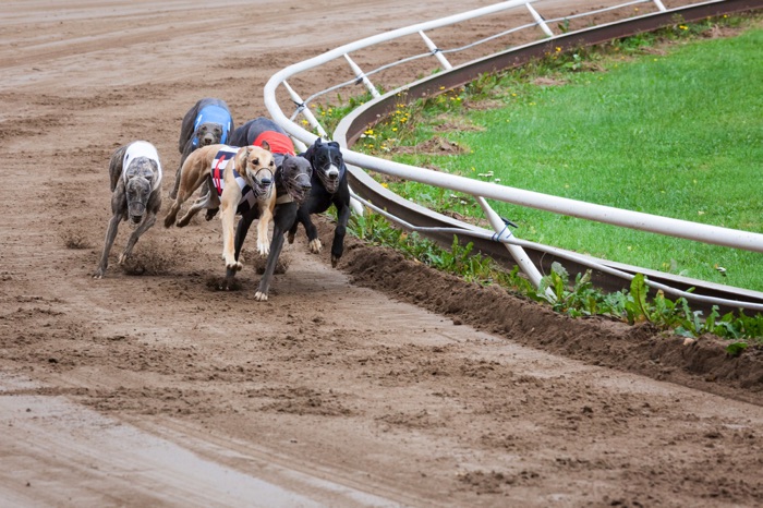 Greyhounds racing