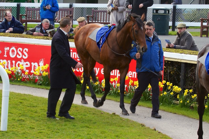 Winning horse at Leopardstown