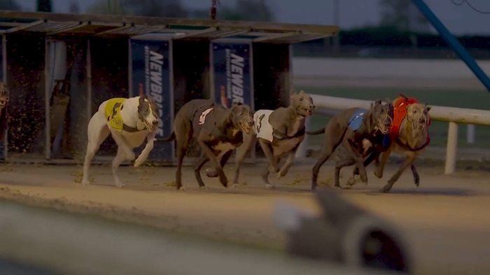 Newbridge greyhounds