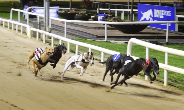 Shelbourne Park Greyhound Stadium dogs